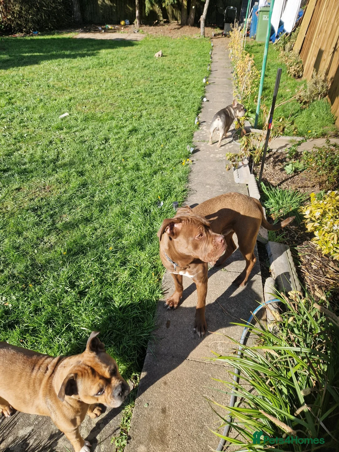 Cane Corso dogs for sale: Italian Cane Corso in Atherstone - Advert 12