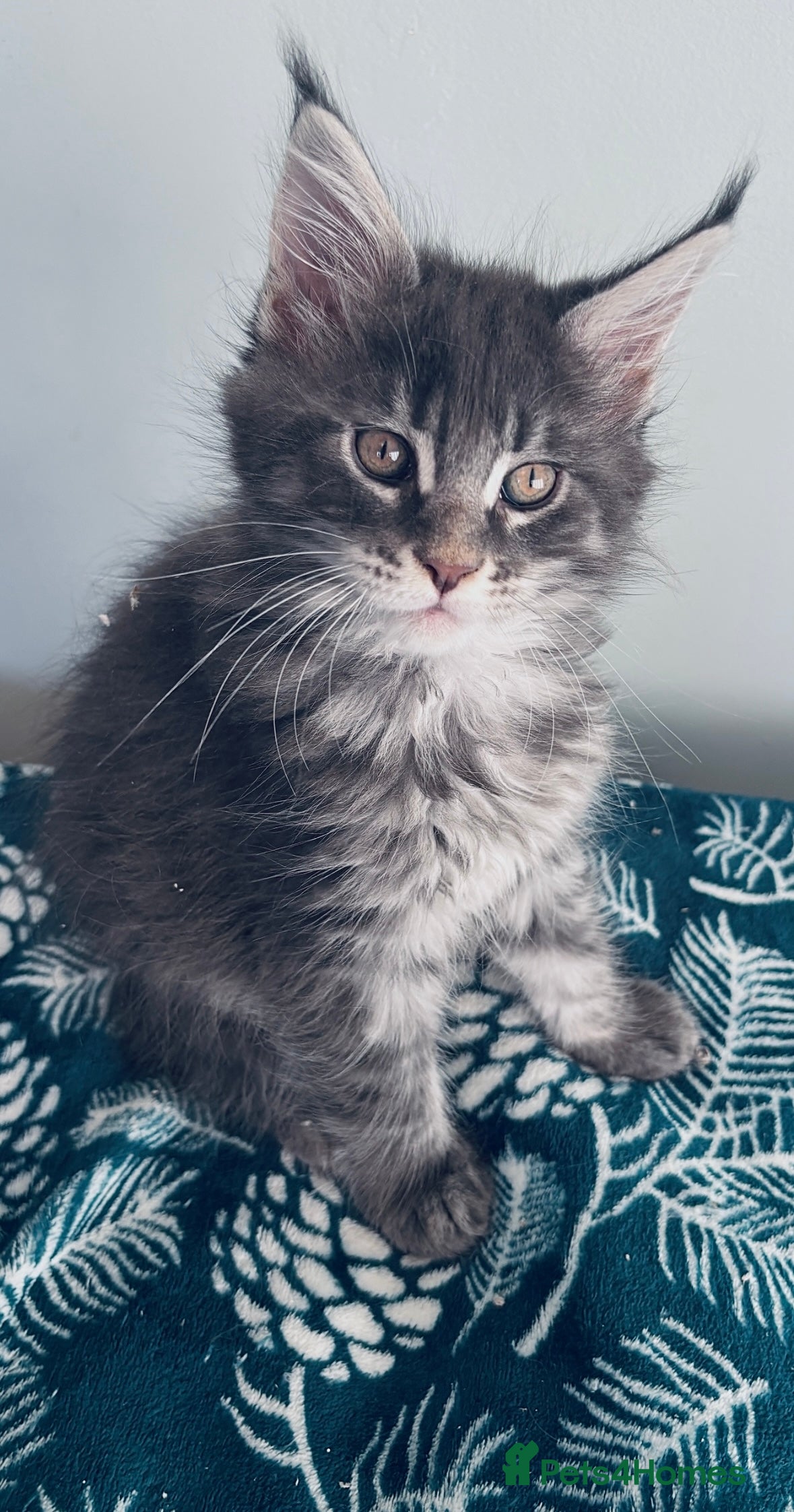 Maine Coon cats Stunning main coon kittens 🦁 - Advert 9