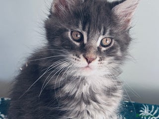 Maine Coon cats Stunning main coon kittens 🦁 - Advert 9