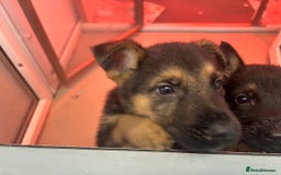 German Shepherd dogs for sale: Big beautiful big boned German Shepherd puppies - Image 4