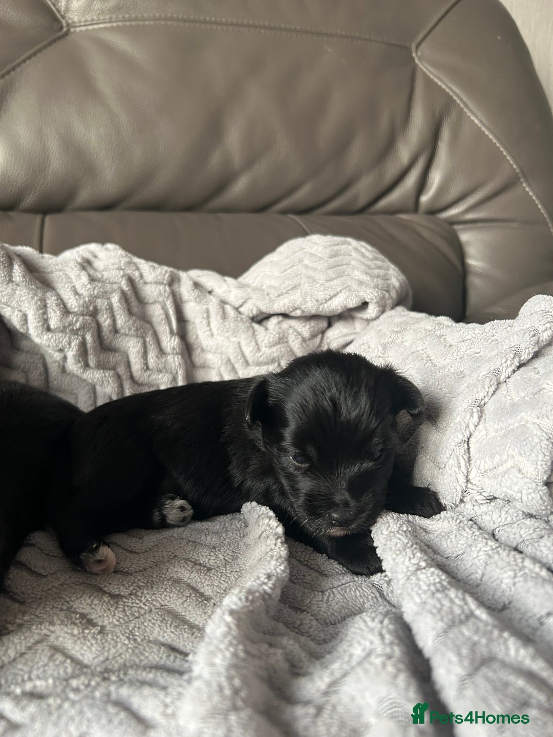 Mixed Breed dogs for sale: Maltipoo X Puppies For Sale 🐶🐾 - Image 13