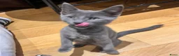 Russian Blue cats for sale: 🔥Adorable Russian blue x (LAST ONE!!!)🔥 - Advert 12