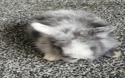 Mini Lion Lop rabbits for sale: Mini lion lops  - Image 2