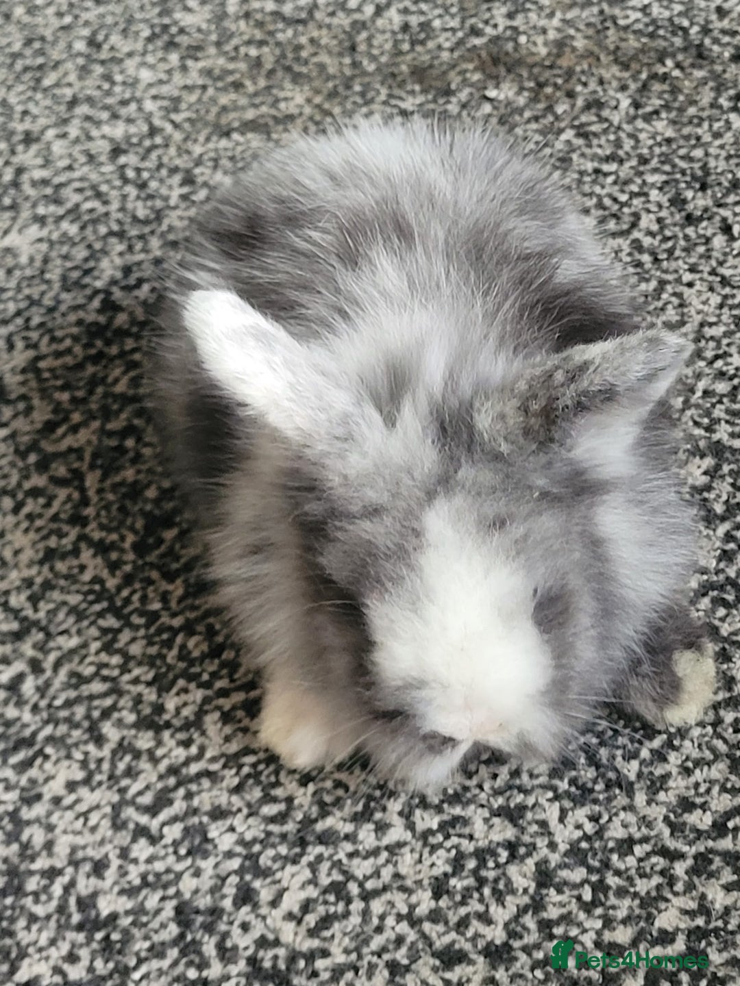 Mini Lion Lop rabbits for sale: Mini lion lops  - Image 2