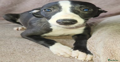 Whippet dogs - Advert 2