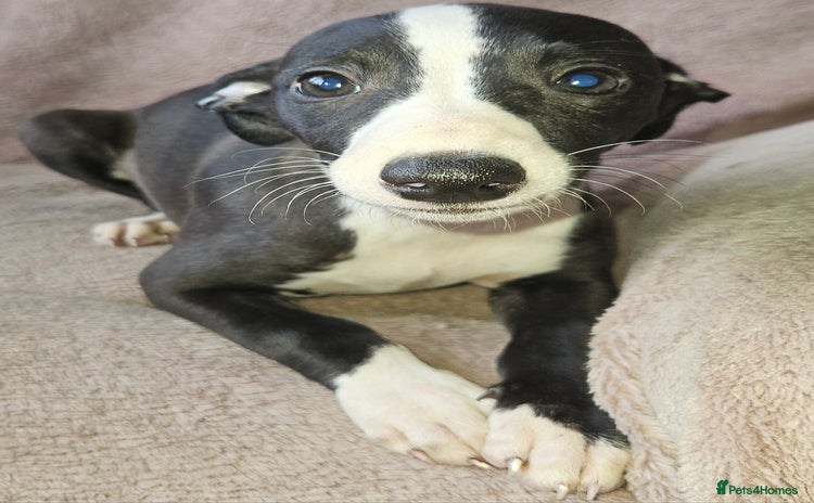 Whippet dogs - Advert 13