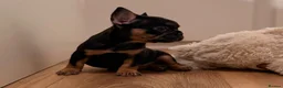 French Bulldog dogs for sale: 🐾 6 Beautiful KC Registered French Bulldog Puppys - Advert 9