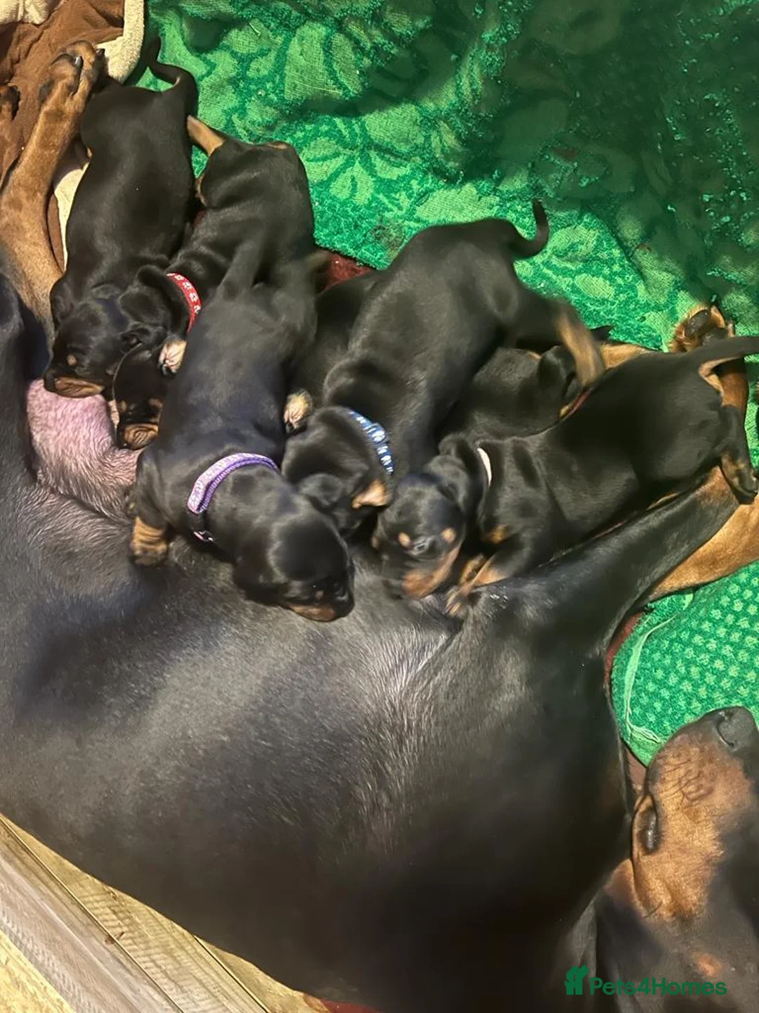 Dobermann dogs for sale: KC Amazing Dobermans  in Luton - Advert 2