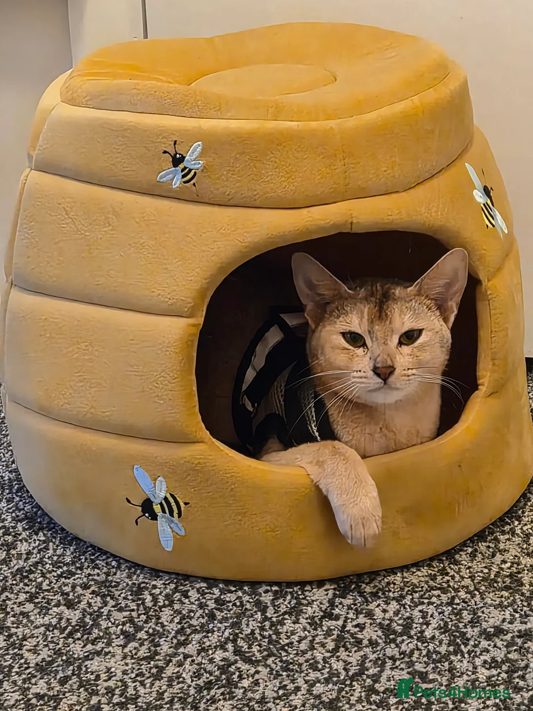 Abyssinian cats for sale: TICA REGISTERED ABYSSINIAN QUEEN - Advert 2