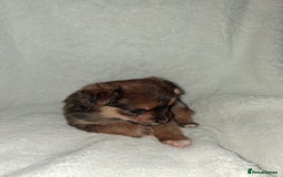 Mixed Breed dogs for sale: Yorkshire Terrier x Pomeranian Puppys - Advert 28