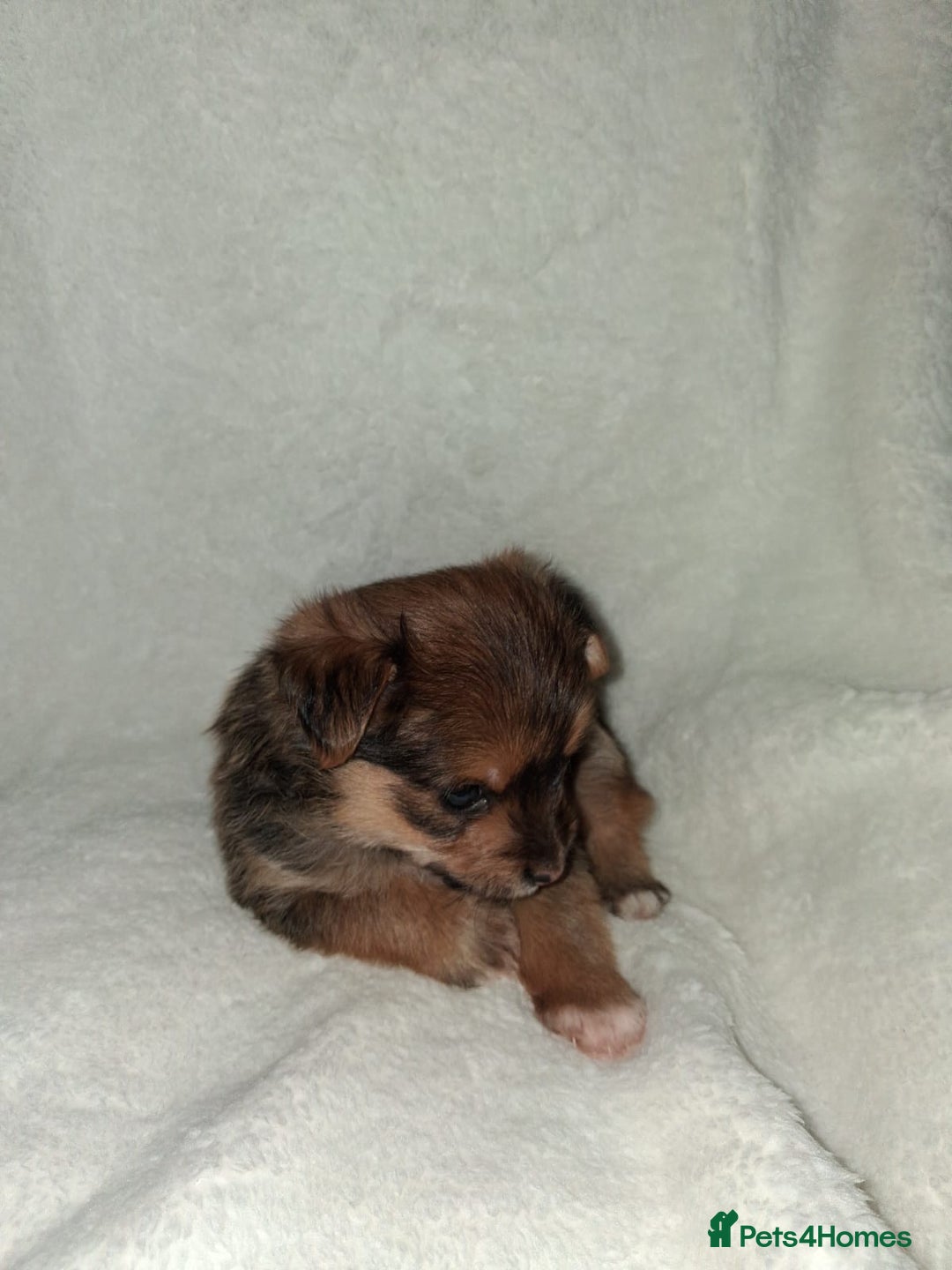 Mixed Breed dogs for sale: Yorkshire Terrier x Pomeranian Puppys - Advert 28
