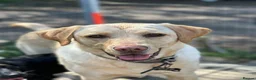 Labrador Retriever dogs for sale: Labrador retrievers  in Chesterfield - Advert 16