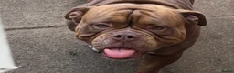 Mixed Breed dogs for sale: Pocket bully x old tyme bulldog puppy - Advert 5