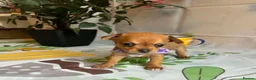 Chihuahua dogs for sale: Beautiful Chihuahua Puppies - Advert 11