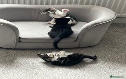 Mixed Breed cats for sale: Kittens  - Image 30