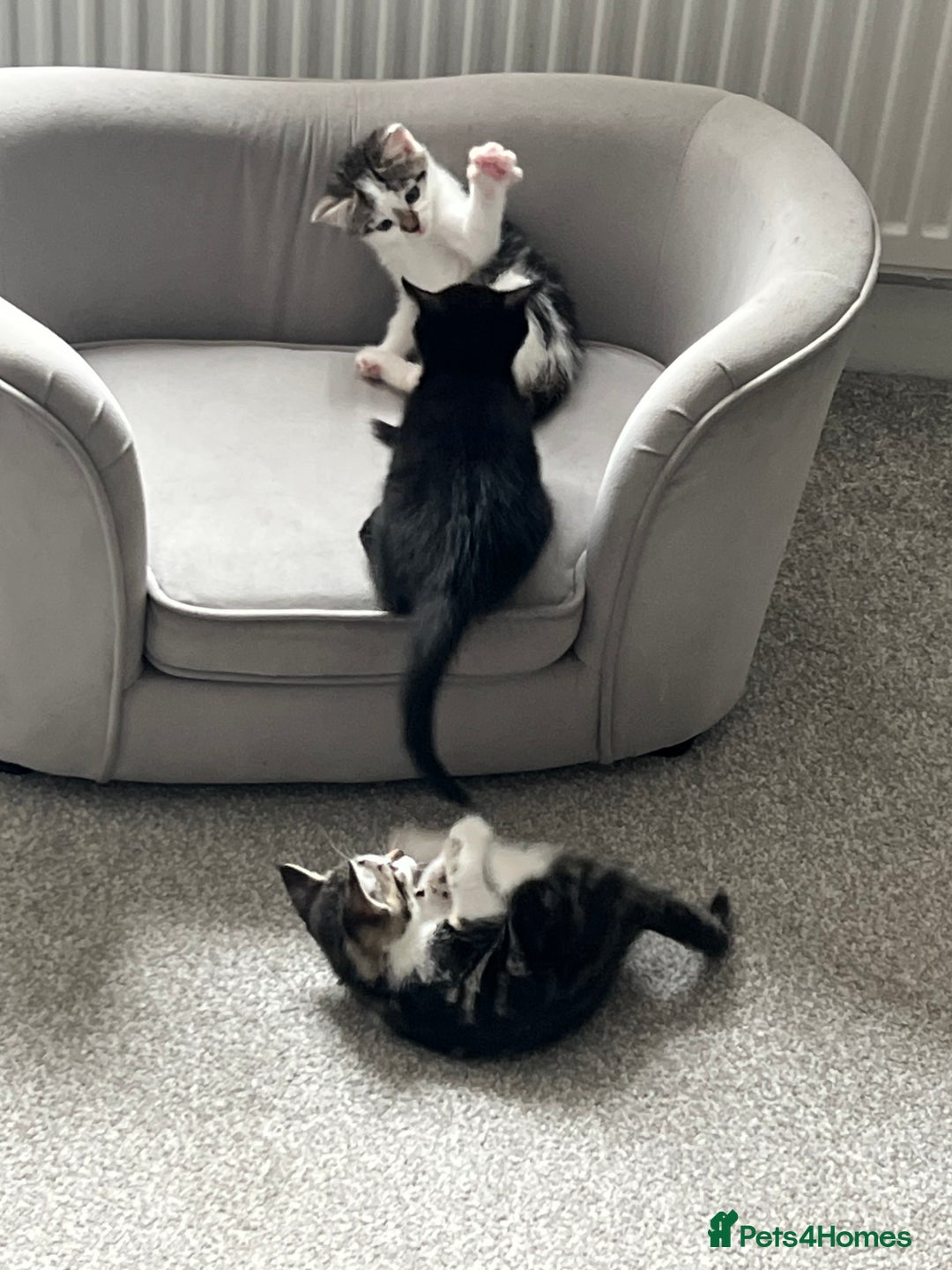 Mixed Breed cats for sale: Kittens  - Image 30