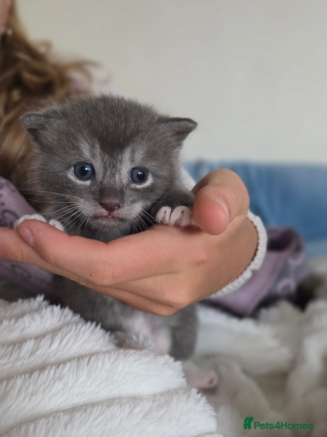 Brazilian Shorthair cats for sale: British shorthair/ domestic - Image 5