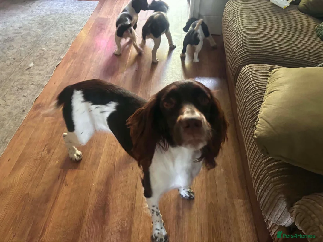 English Springer Spaniel dogs for sale: Working Springer Spaniel Puppies  in Midhurst - Advert 11
