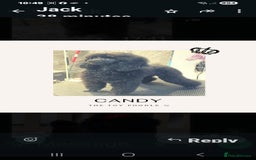 Toy Poodle dogs for sale: Toy Poodles 🐩  - Image 7