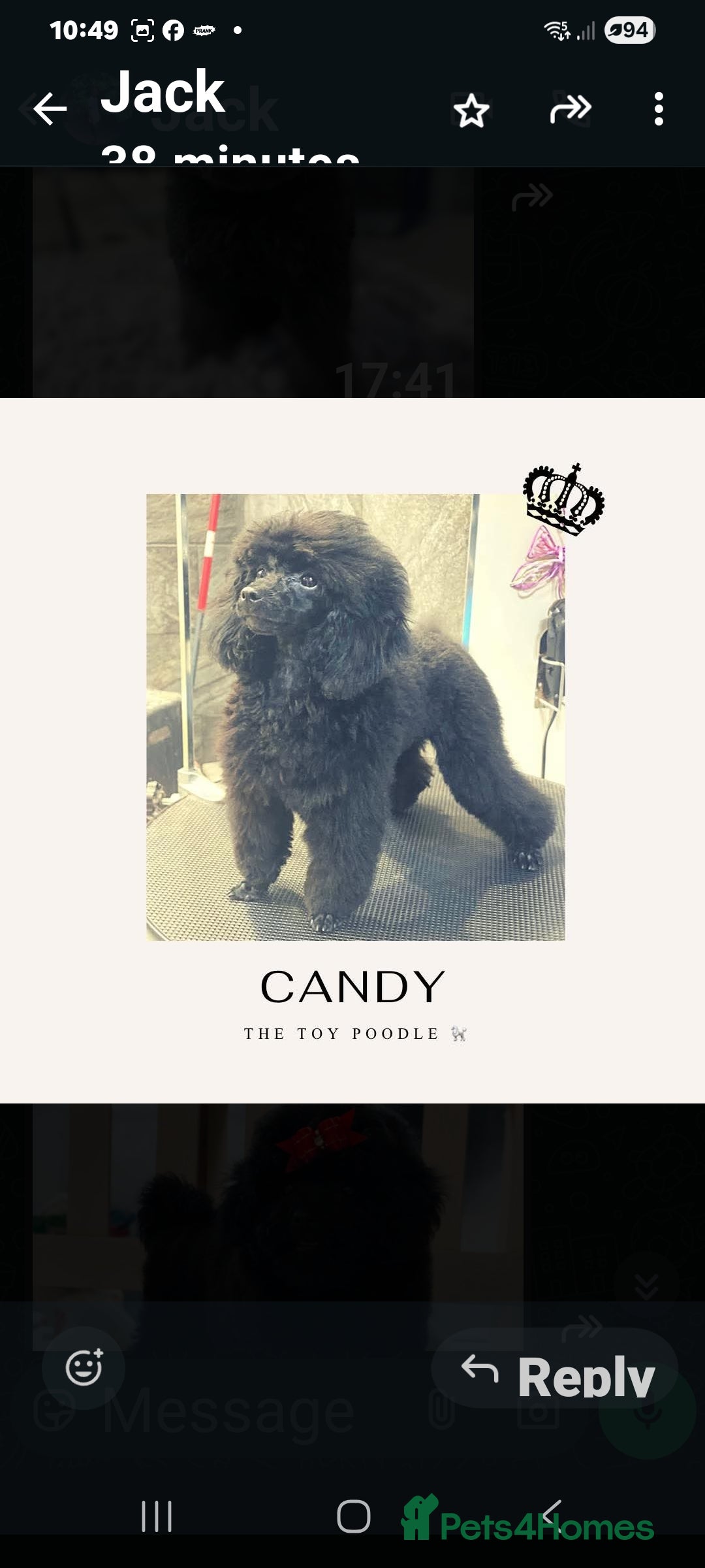 Toy Poodle dogs for sale: Toy Poodles 🐩  - Image 7