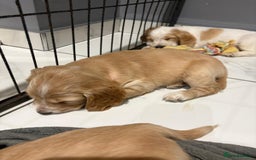 Cocker Spaniel dogs for sale: 5 gorgeous cocker spaniel puppies - Image 11