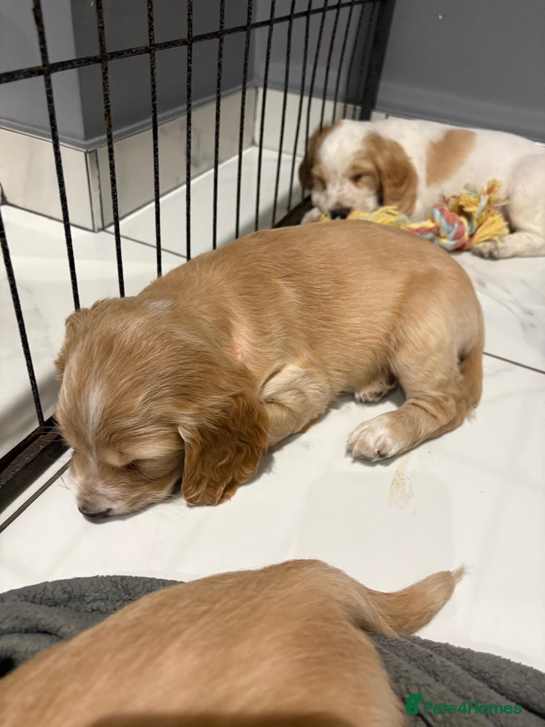 Cocker Spaniel dogs for sale: 5 gorgeous cocker spaniel puppies - Image 11