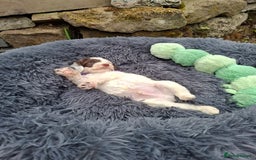 Cockapoo dogs for sale: Beautiful Cockapoo Puppies For Sale  - Image 13