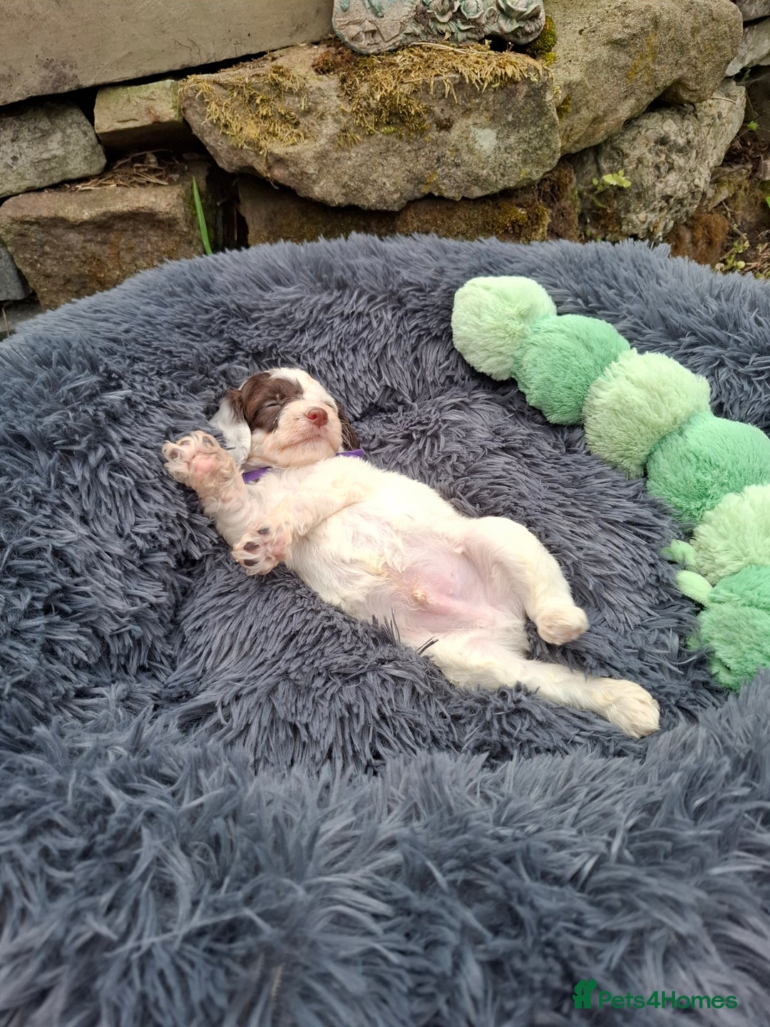 Cockapoo dogs for sale: Beautiful Cockapoo Puppies For Sale  - Image 13