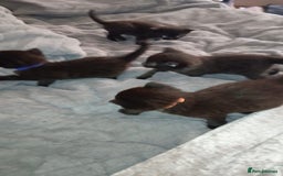 Mixed Breed cats for sale: 4 Beautiful fur babies looking for forever homes  - Image 5