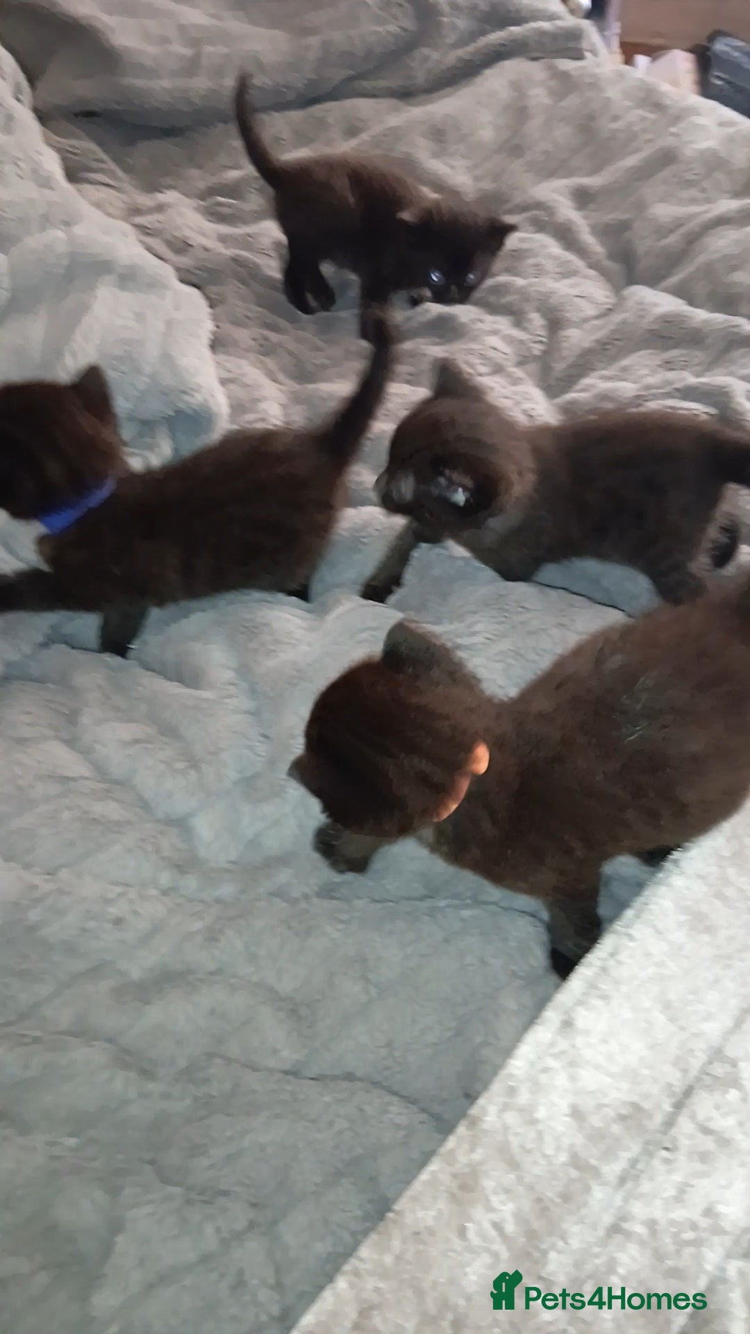 Mixed Breed cats for sale: 4 Beautiful fur babies looking for forever homes  - Image 5