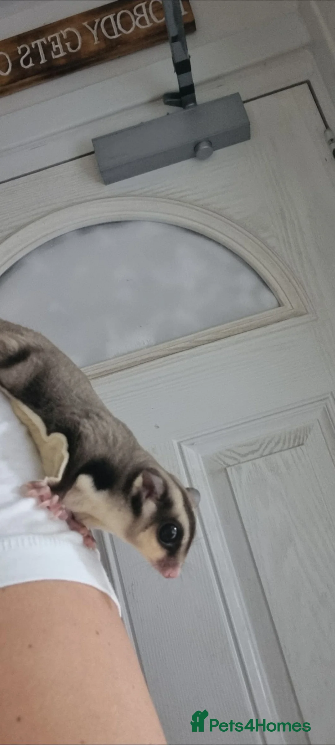 Mixed Breed invertebrates for sale: Sugar glider in Nottingham - Advert 2