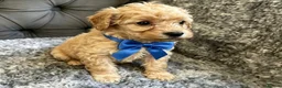 Cockapoo dogs for sale: Cockapoo puppies for sale  in Wednesbury - Advert 15