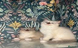 Ragdoll cats for sale: 🐱 💖 Stunning Ragdoll Kittens 💖 🐱  - Image 11
