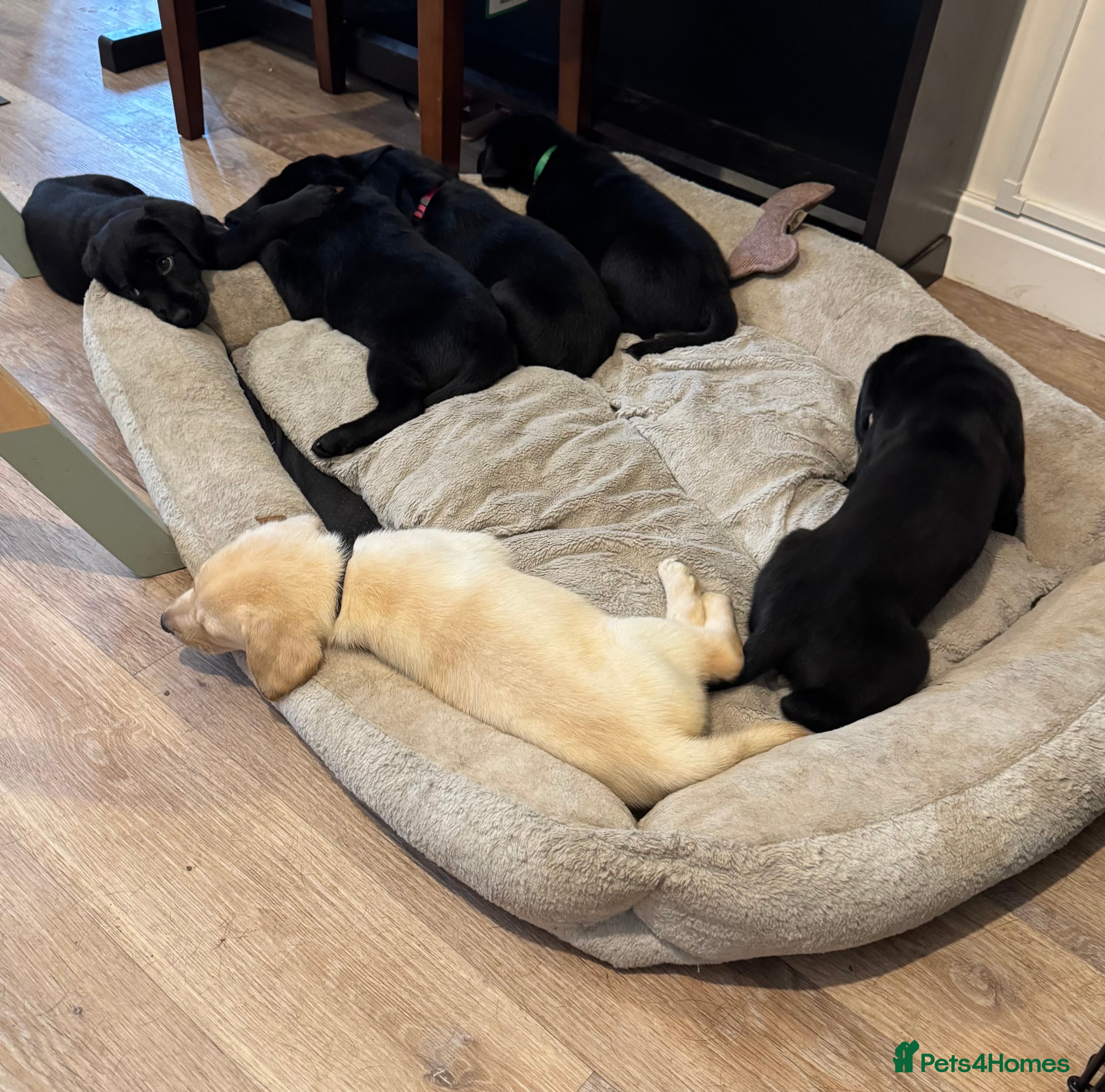 Labrador Retriever dogs Labrador Puppies – Licensed Breeder - Advert 13