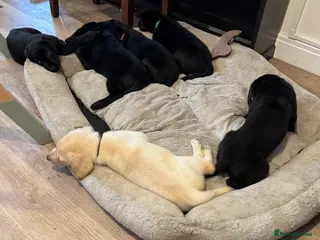 Labrador Retriever dogs Labrador Puppies – Licensed Breeder - Advert 13