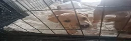 Staffordshire Bull Terrier dogs for sale: Staffy pup - Advert 6