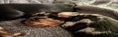 Miniature Dachshund 4