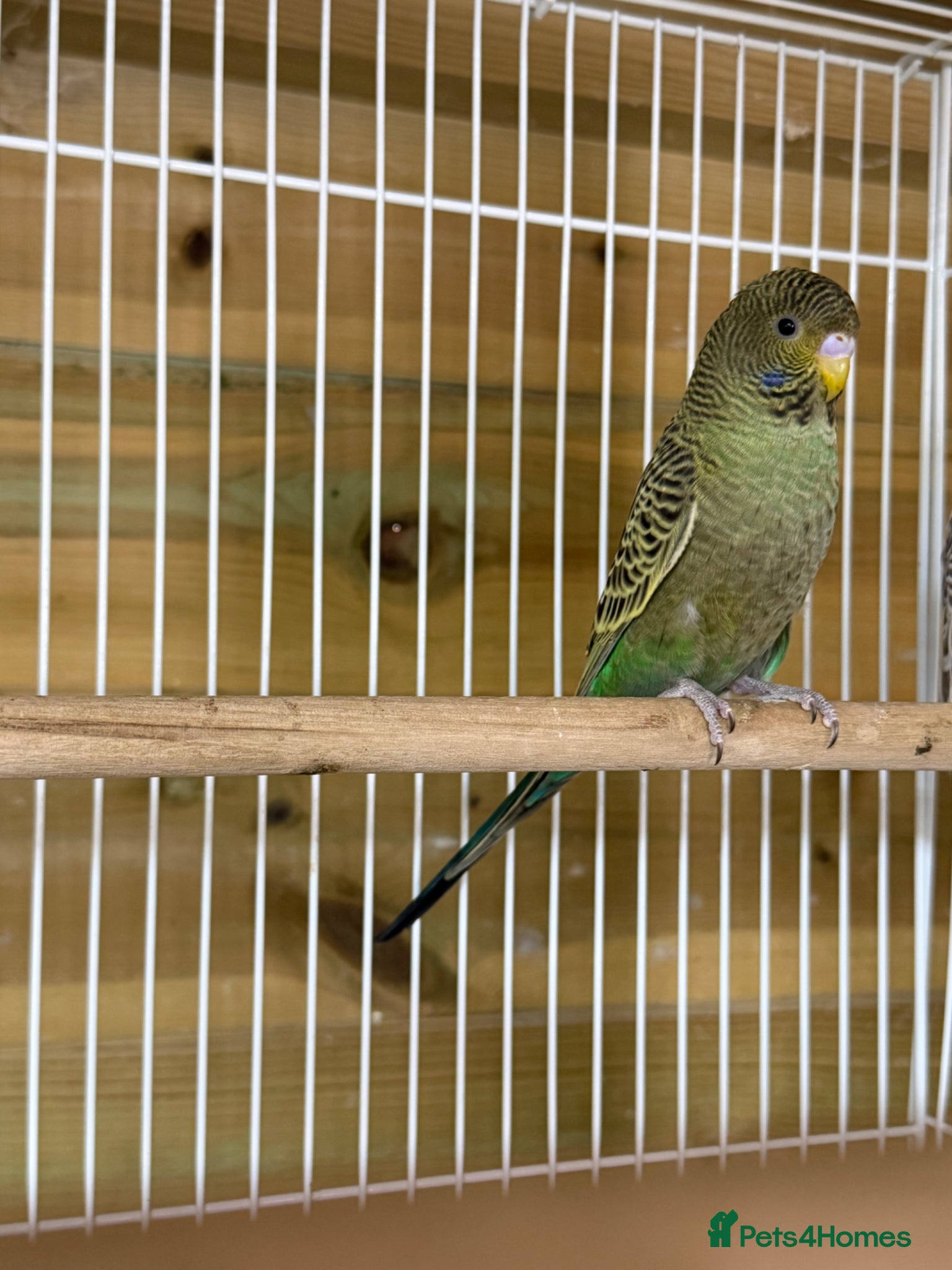 Budgerigars birds for sale: Young black face budgies - Advert 3
