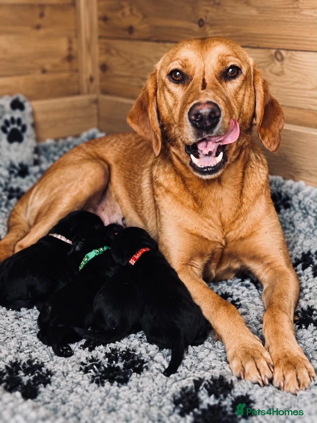 Labrador Retriever dogs for sale: Stunning Labrador Puppies For Sale 🐾  - Advert 2