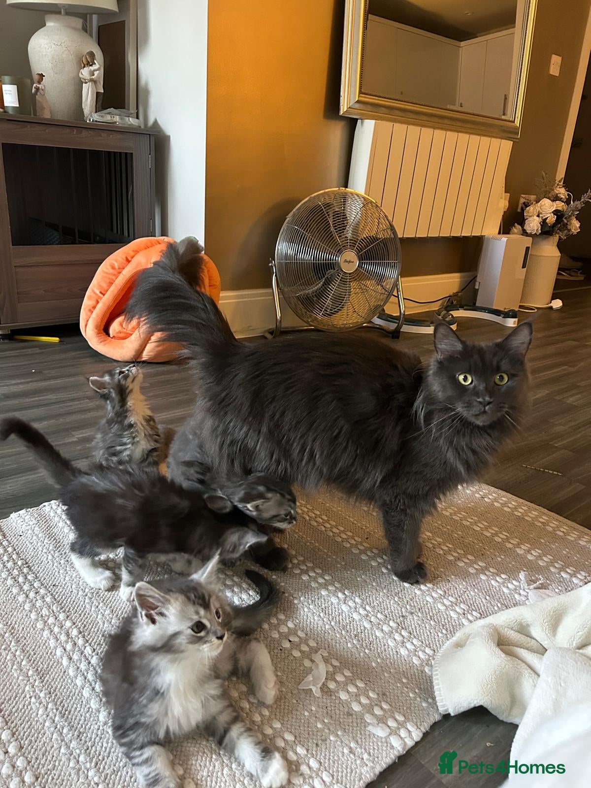 Maine Coon cats Maine coon stunning silver/blue shaded  - Advert 5