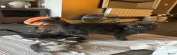 Maine Coon cats for sale: Maine coon stunning silver/blue shaded  - Advert 1