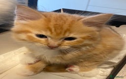 Ragdoll cats for sale: Ragdolls kittens  - Image 16