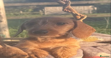 Miniature Dachshund dogs - Advert 7