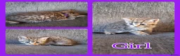 Mixed Breed cats for sale: 6 Beautiful Playful Kittens - 3g 3b  - Advert 3