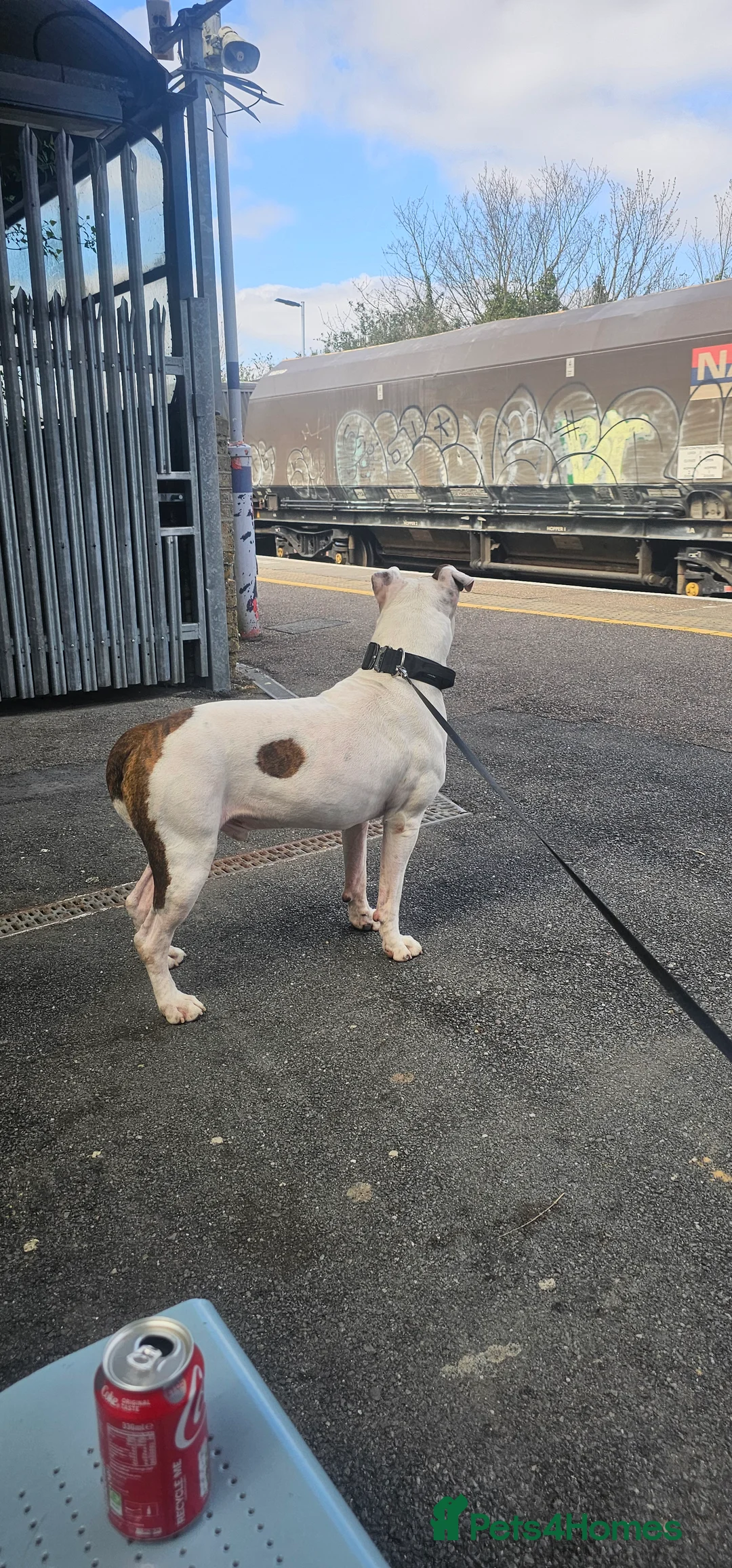 American Bulldog dogs for stud: STUD STUD STUD  in Gravesend - Advert 2