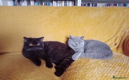 British Shorthair cats for sale: Beautiful British Shorthair  - Image 1