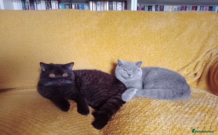 British Shorthair cats - Advert 11