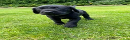 Labrador Retriever dogs for sale: FTCH KC Labrador puppies - Advert 7