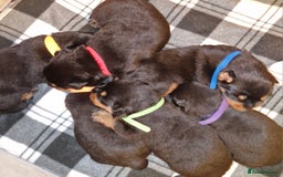 Rottweiler dogs for sale: Beautiful rottweiler puppys  - Image 2