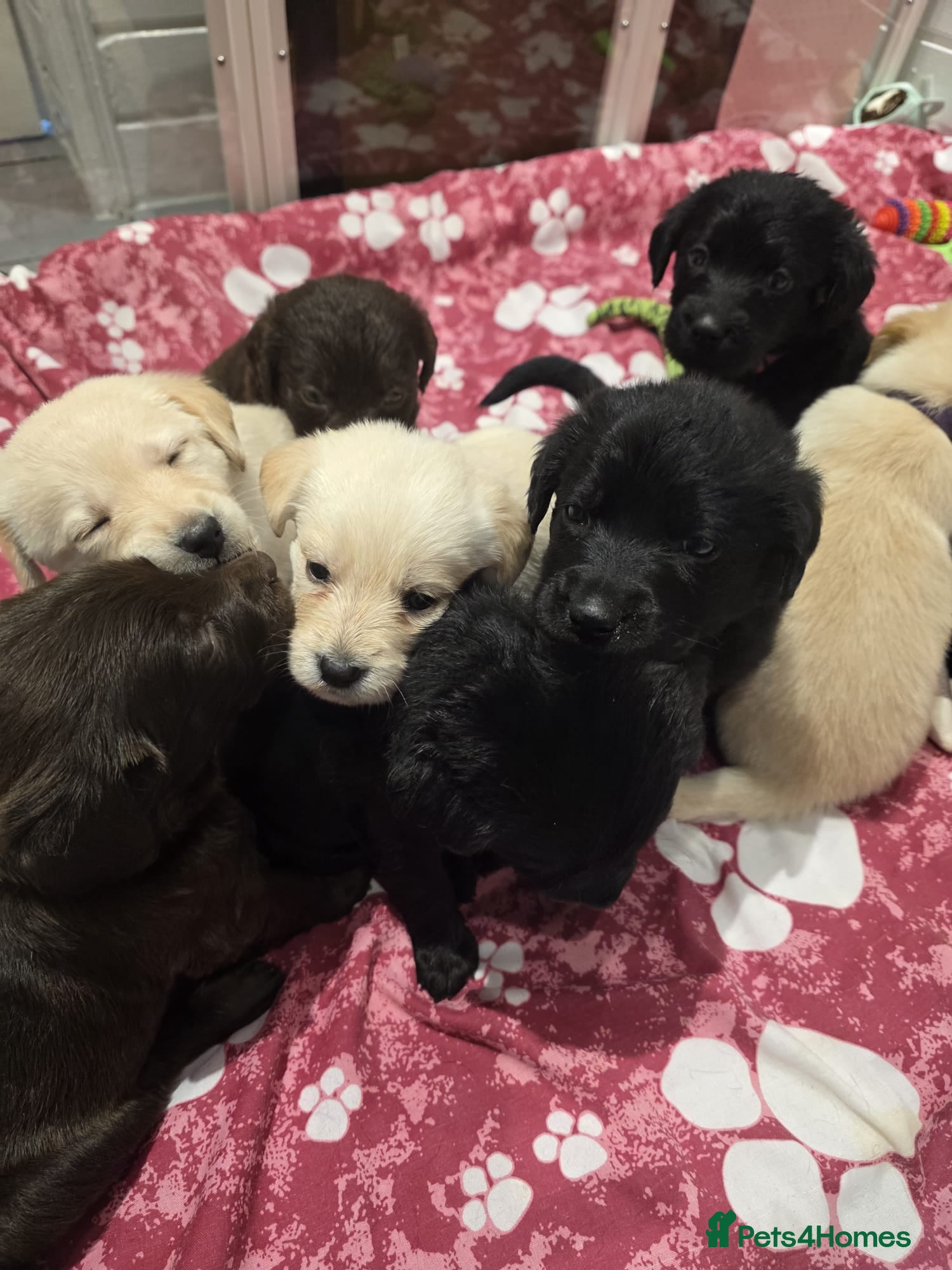 Mixed Breed dogs Multi-Generational Labradoodle Puppies - Advert 8